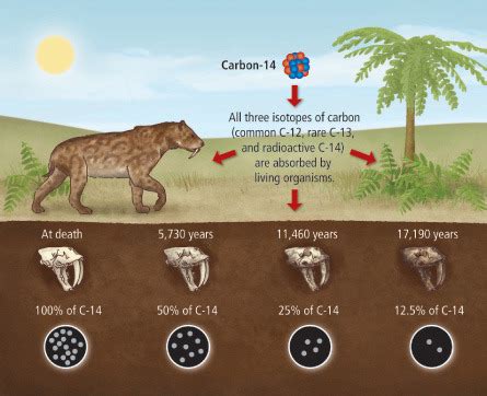 can radiocarbon dating be used to determine the age of dinosaur fossils quizlet
